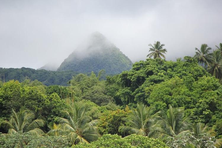 Windward Islands moist forest on Martinique