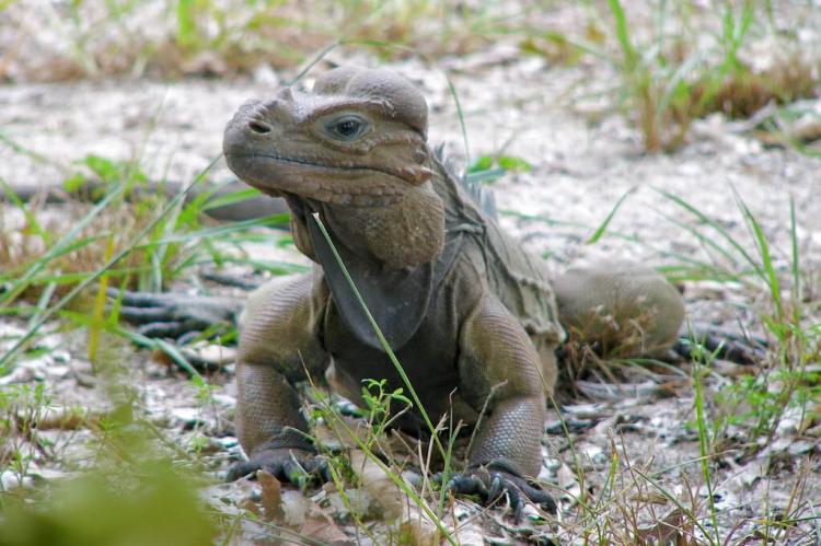 Mona Ground Iguana