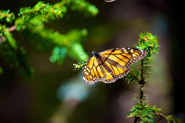 Monarch butterfly at the Monarch Butterfly Biosphere Reserve, Mexico