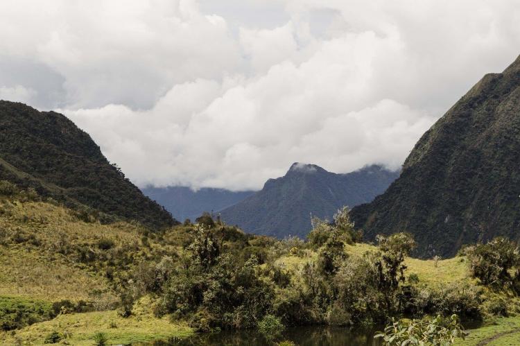 Montane forest, Peru