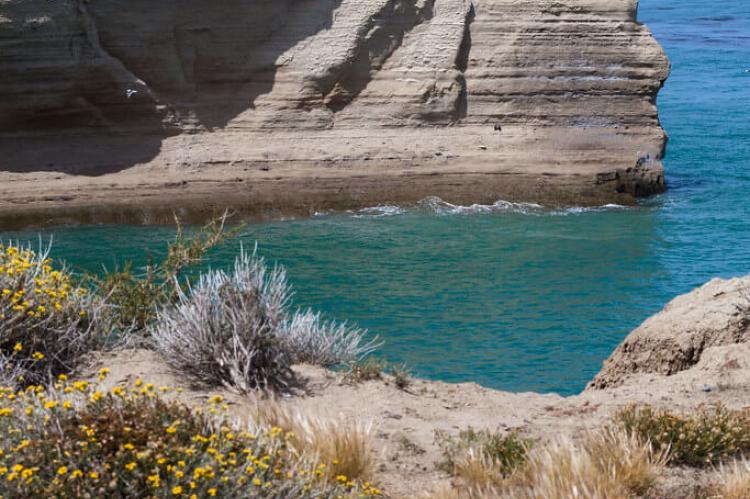 Seaside vegetation, Monte León National Park, Patagonia, Argentina