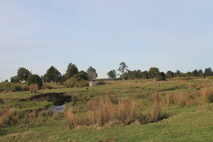 Monte Verde archaeological site, Chile