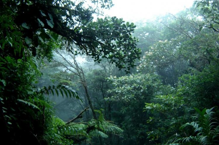 Monteverde Cloud Forest, Costa Rica