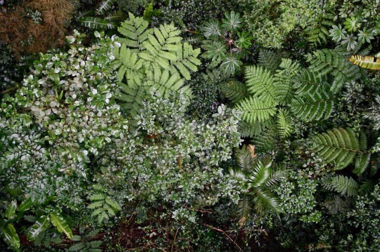 Costa Rica, Puntarenas province, Monteverde Cloud Forest Biological Reserve