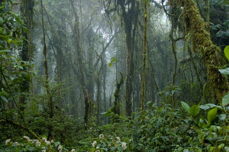 Monteverde Cloud Forest, Costa Rica