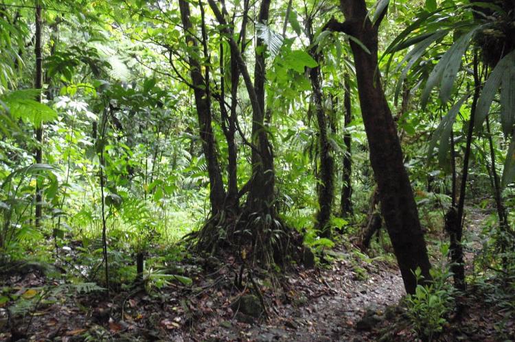 A jungle area at the Morne Trois Pitons National Park in Dominica