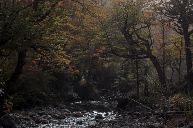 Forest stream in Nahuel Huapi National Park, Argentina