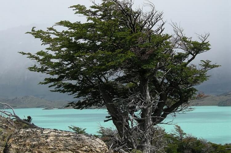 Hypochaeris incana, Belgrano Peninsula, Perito Moreno National Park, Argentina