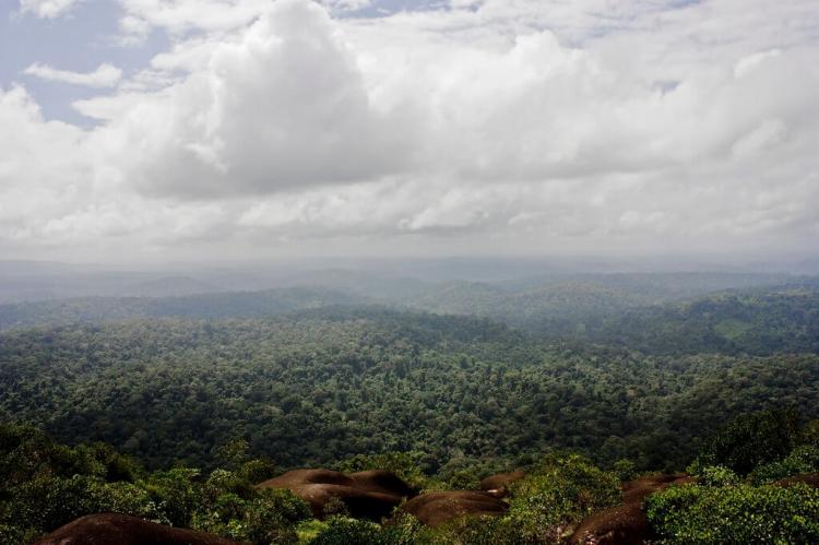 Nouragues Nature Reserve, French Guiana