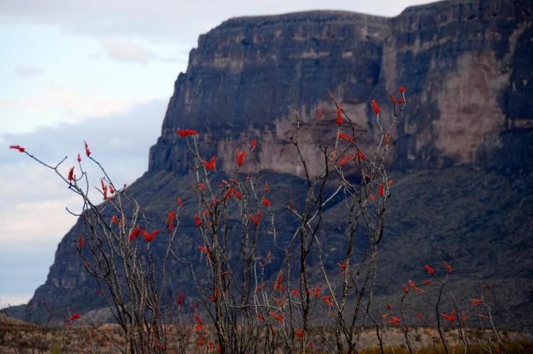Blooming ocatillo with Sierra del Carmen in background, Mexico