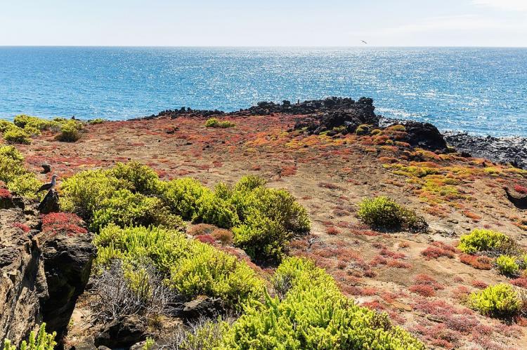 Punta Pitt, San Cristobal Island, Galapagos Islands, Ecuador