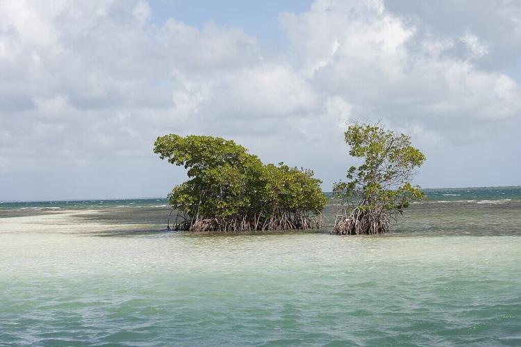  Islet in the Grand Cul-de-Sac Marin Nature Reserve, Guadeloupe
