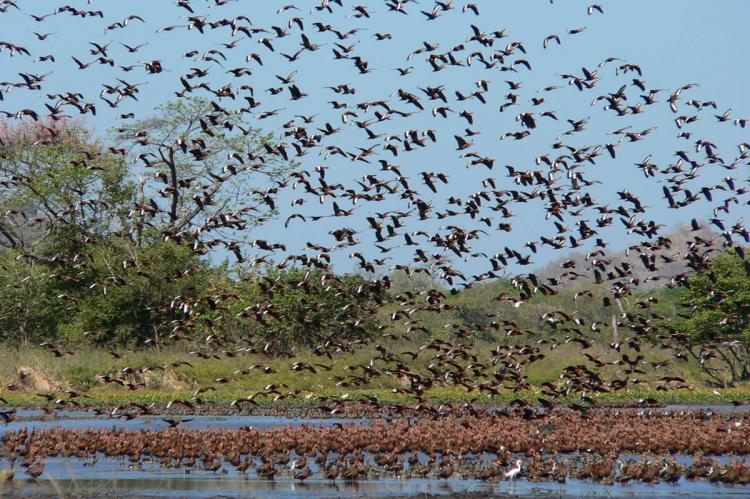 Palo Verde National Park, Guanacaste, Costa Rica