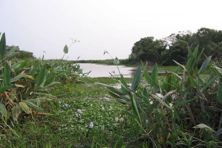 Pampas, Beni, Bolivia