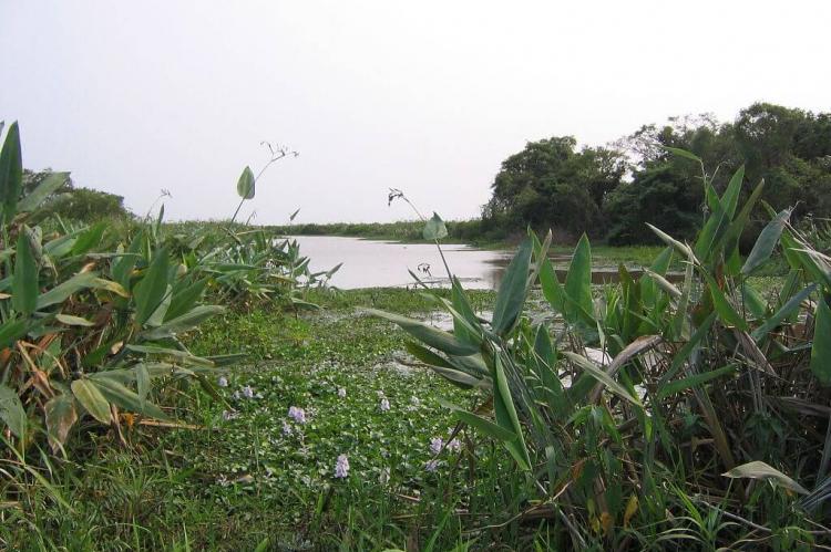 Pampas of Beni, Bolivia