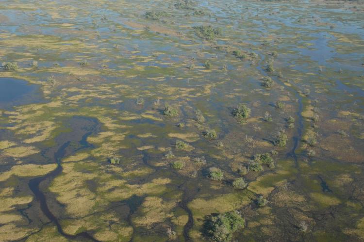 Aerial view of Pantanal, Brazil