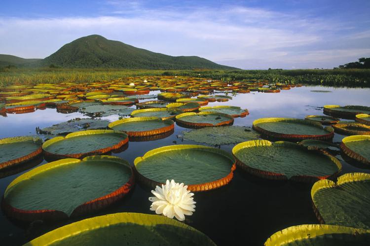 Vitória Régia Water Lily and lily pads at Pantanal Matogrossense, Brazil
