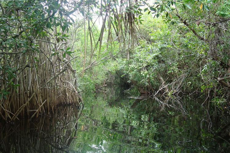 Pantanos de Centla, Mexico