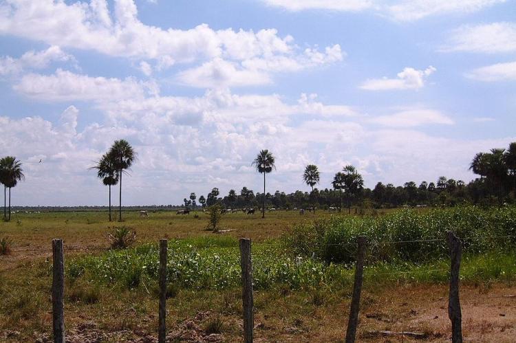 Chaco cattle ranch, Paraguay