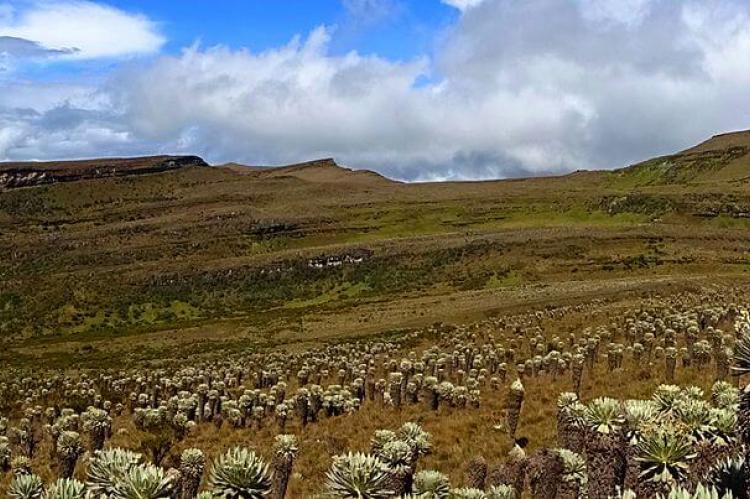 Páramo de Ocetá, Boyacá, Colombia