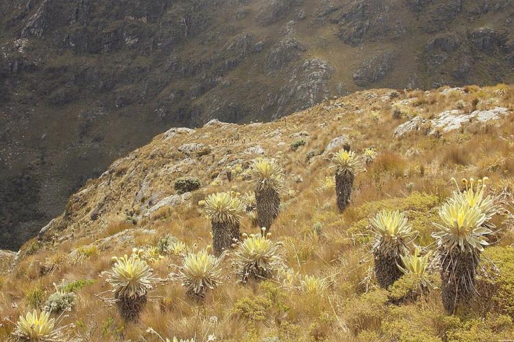 Páramo, Boyacá, Colombia