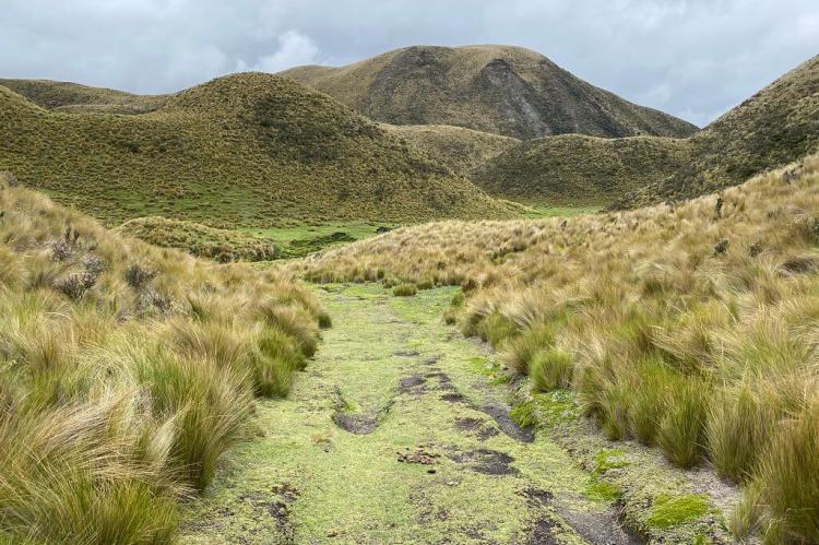 Páramo, Parque Nacional Cotopaxi, Ecuador 
