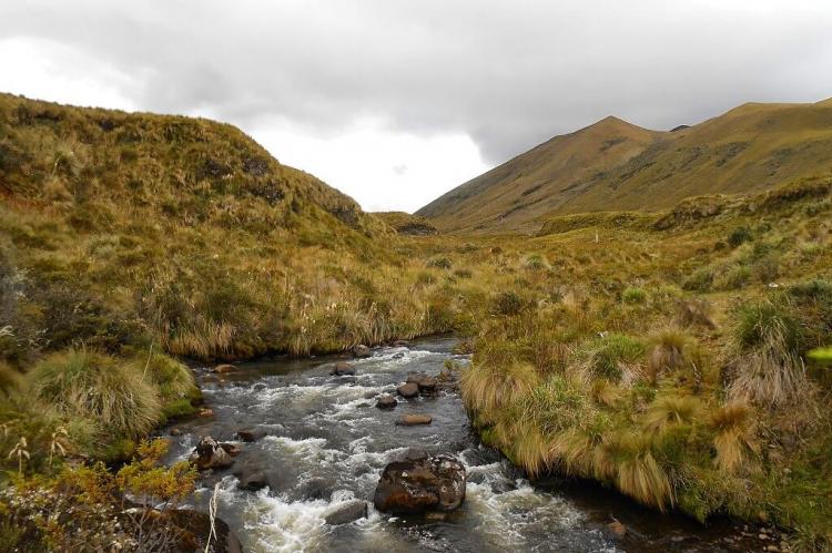 Páramos of llanganates National Park, Ecuador