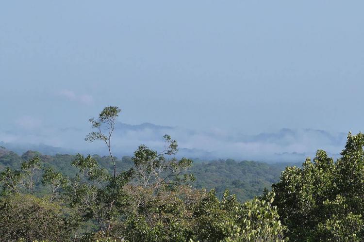 Mist on the rain forest in the early morning in the natural park of French Guiana