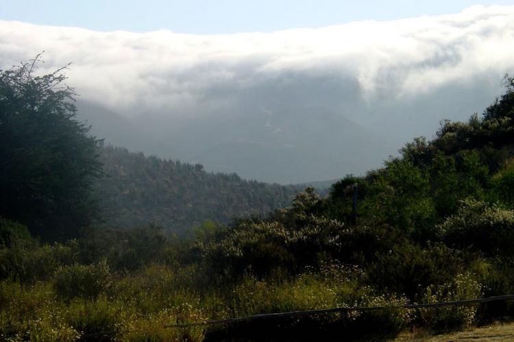 Fray Jorge National Park, Chile