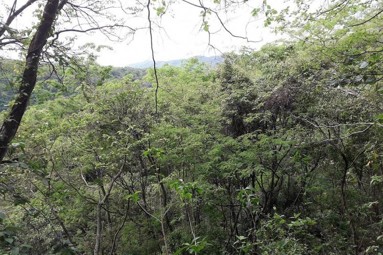 Vegetation landscape Calilegua National Park, Jujuy, Argentina