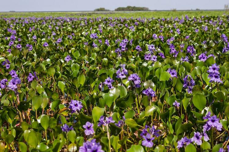 Field of flowers, Iberá National Park, Argentina
