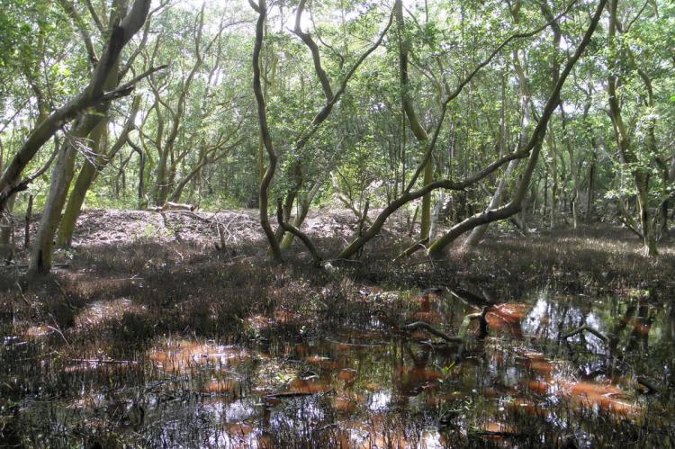 Ciénaga Grande de Santa Marta Biosphere Reserve, Colombia