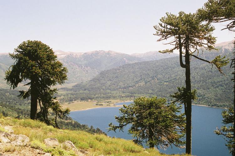 Araucaria araucana trees in Parque Nacional Lanin, Argentina