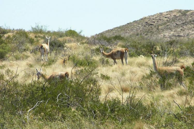 Llamas in Parque Nacional Lihue Calel, La Pampa, Argentina