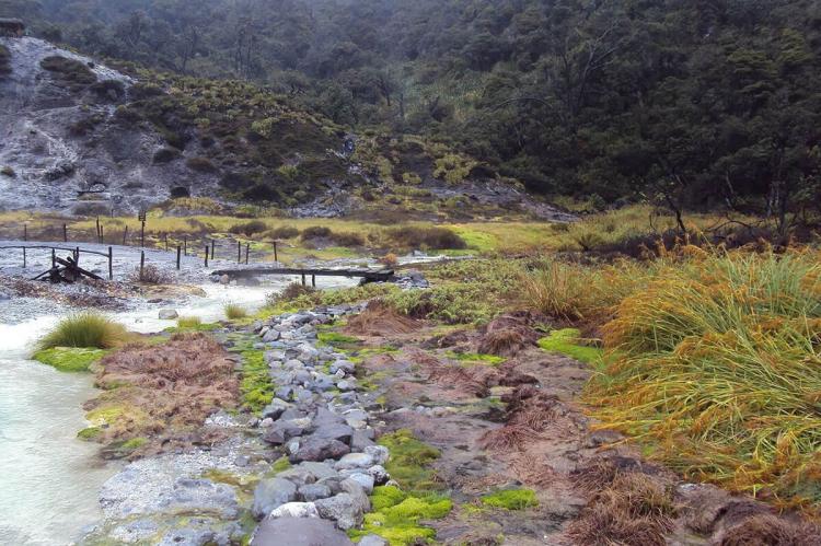 Vegetation in Puracé National Natural Park, Colombia