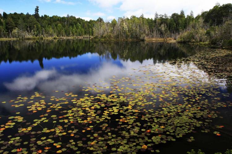 Lagoon & Lotus Flowers, Parque Nacional Puyehue, Chile
