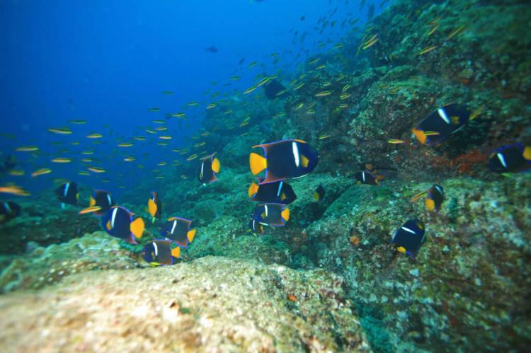 Passer Angelfish (Holocanthus passer), Coiba National Park, Panama