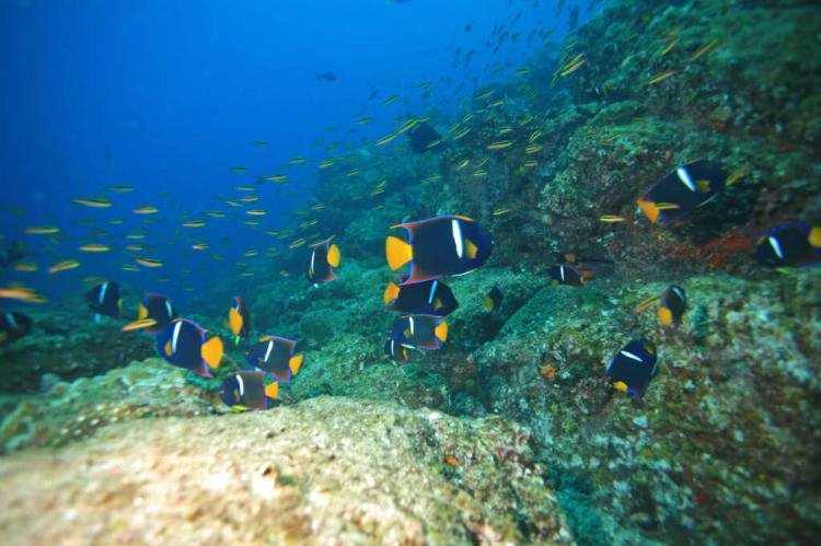 Passer Angelfish (Holocanthus passer), Coiba National Park, Panama