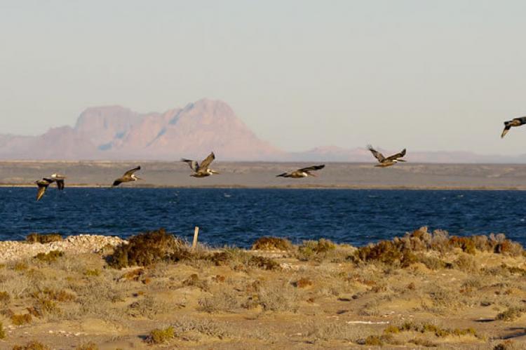 Pelicans at El Vizcaíno Biosphere Reserve