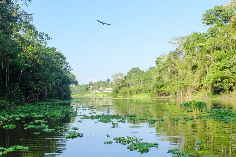 Peruvian Amazon rainforest
