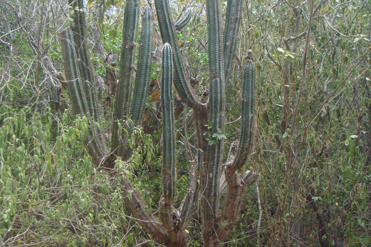 Sebucán (Pilosocereus royenii) dry tropical forest, Guánica, Puerto Rico
