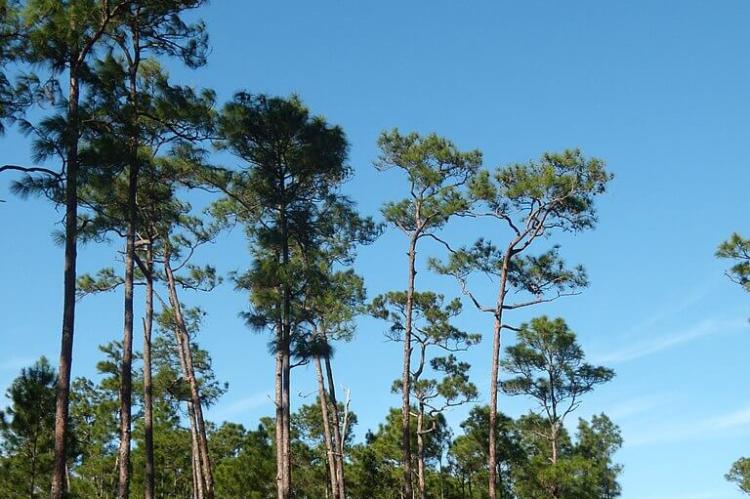 Pinus caribaea var. bahamensis forest, in the interior part of South Andros Island, Bahamas
