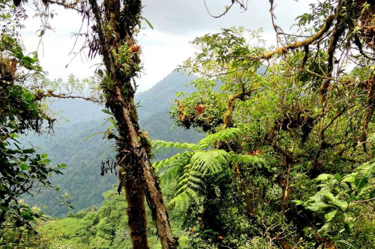 Pirre pristine slopes - Darien, Panama