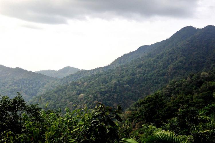Pirre slopes - Darien, Panama