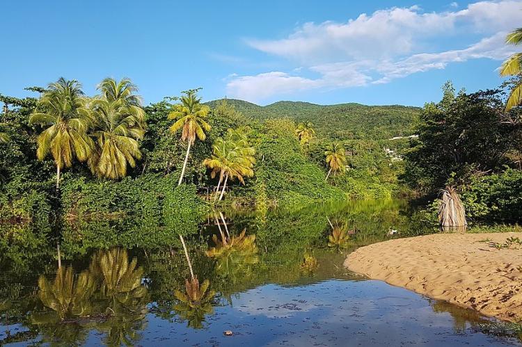 Mangroves, Grand Anse Beach, Guadeloupe