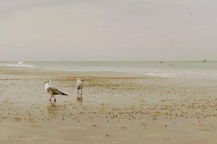 Seagulls at Chulliyache-Sechura Beach, Peru 
