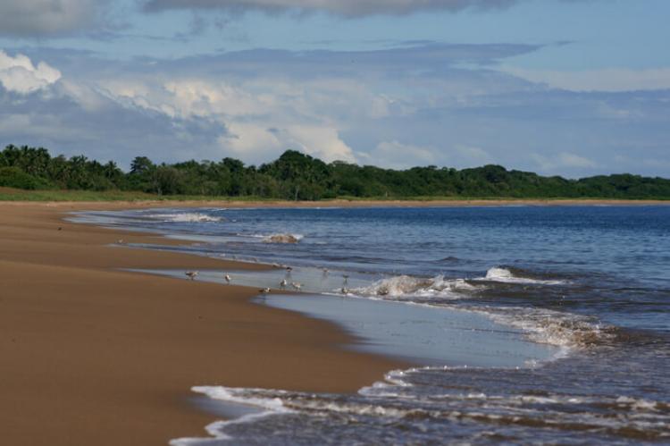 A view of sandpipers patrolling the surf along Playa El Arenal in the early morning hours.