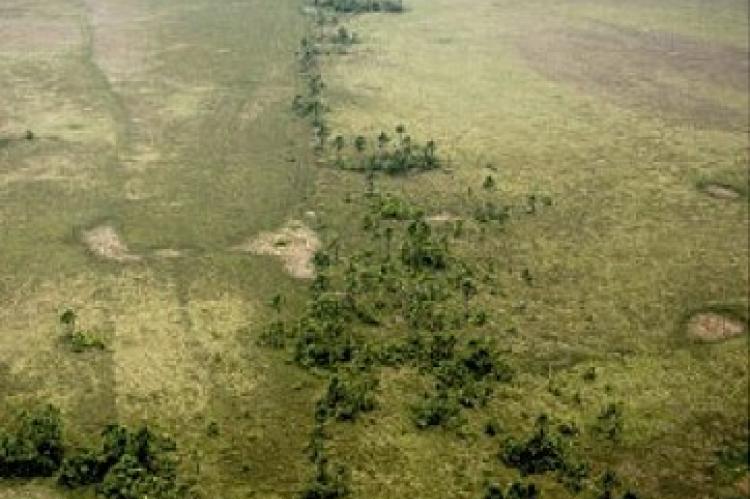 This prehistoric manmade causeway connects two islands in the Llanos de Moxos, Bolivia