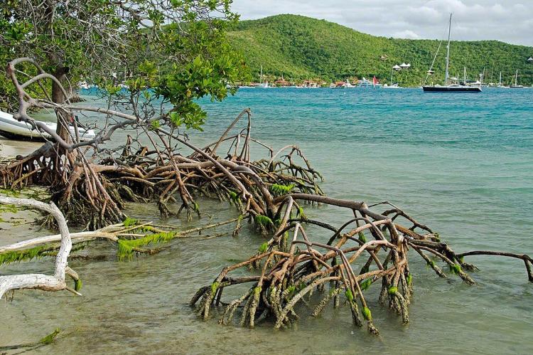 Prickly Pear Island mangroves, Antigua 