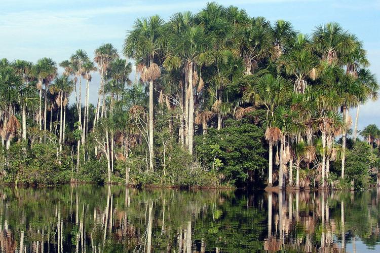 Puerto Maldonado, Lago Sandoval, Peru